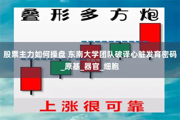 股票主力如何操盘 东南大学团队破译心脏发育密码_原基_器官_细胞